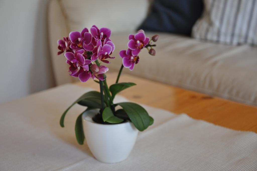 Ferienwohnungen Chalet Hohturnen Grindelwald Esterno foto